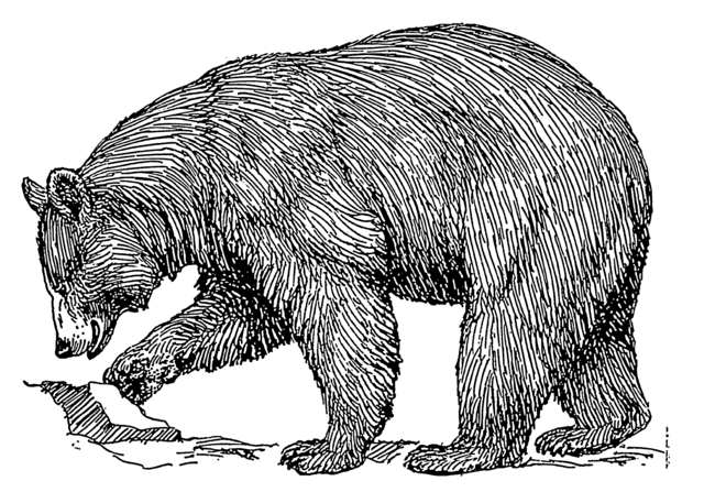 640px-Black_bear_(PSF)